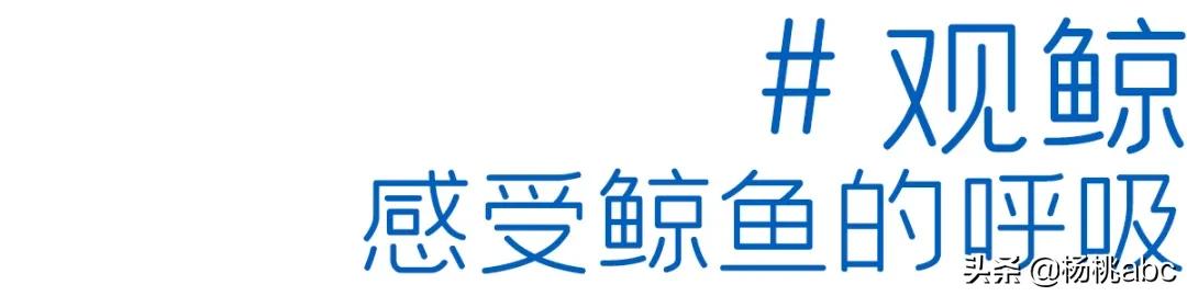 Letsgo!｜这个地方竟然这么多综艺节目抢着去？