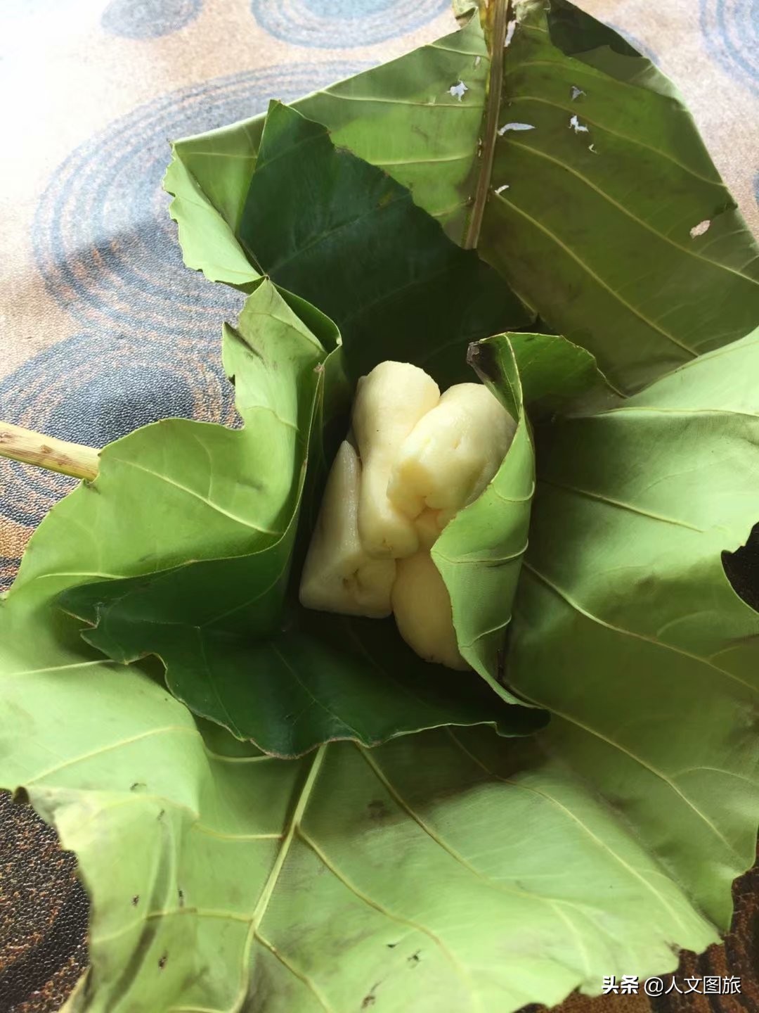 印度尼西亚松巴岛红树林,印度尼西亚的红树林牛角螺