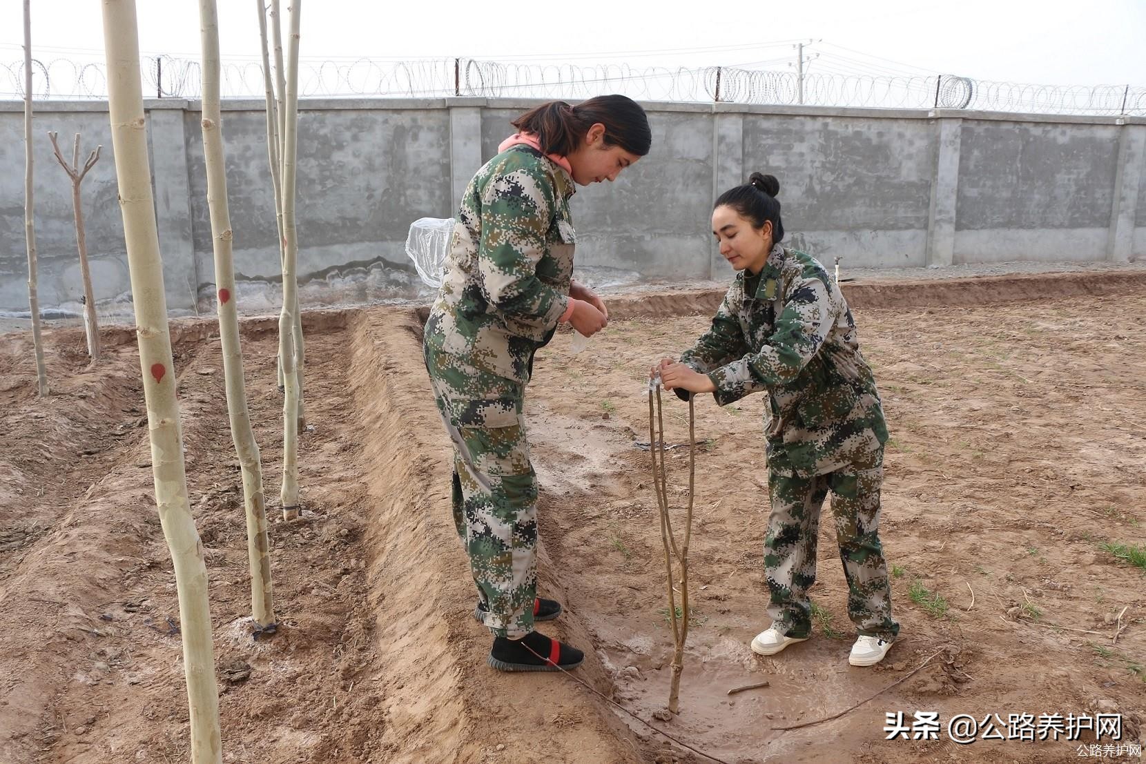 公路养护网：*疆新**喀什伽师收费站开展植树造林