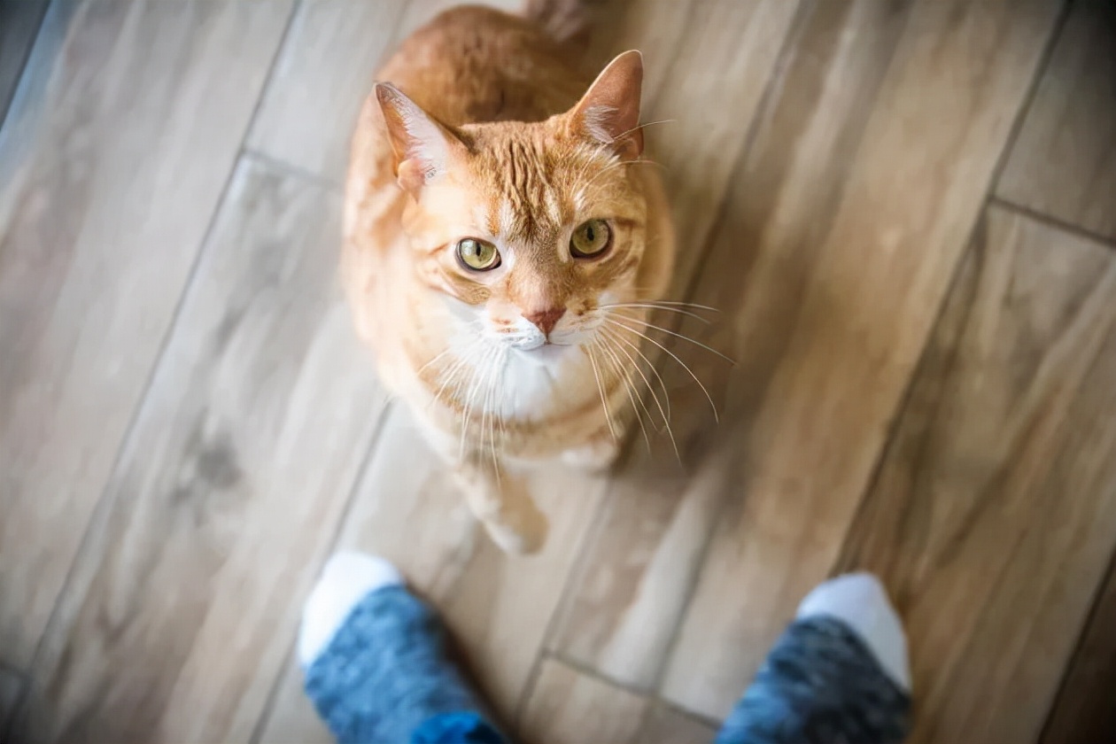 几个技巧去除猫咪身上的臭味,用什么方法能够让猫咪吐出虫子