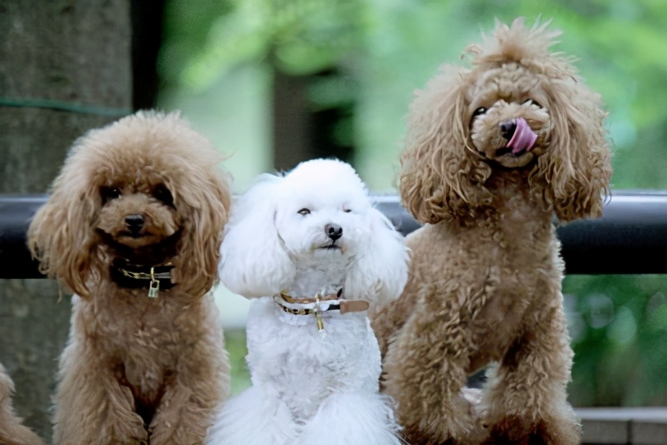 贵宾犬什么颜色的最聪明,贵宾犬毛色有几种颜色