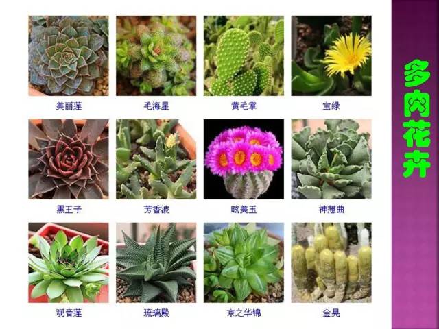 花卉大全500种观叶植物名称,1332种常见花卉植物图谱