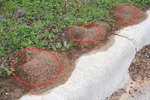 红火蚁列入全球最危险入侵物种,红火蚁位列最危险入侵物种是什么