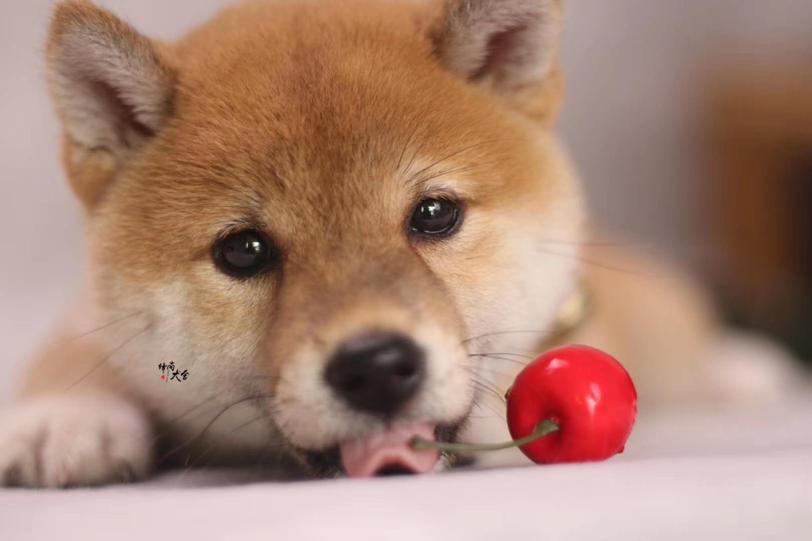 柴犬幼犬怎么分真柴犬还是土狗,柴犬赤柴幼犬如何挑选