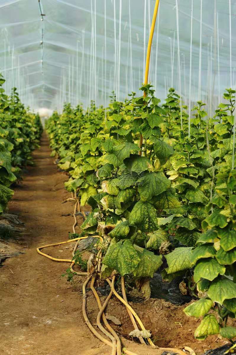 冬季塑料大棚合适种植什么蔬菜,冬季大棚种植什么蔬菜销路好