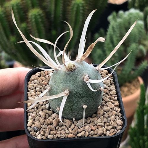 仙人掌介绍60多种独特的仙人掌,仙人掌开花的美图