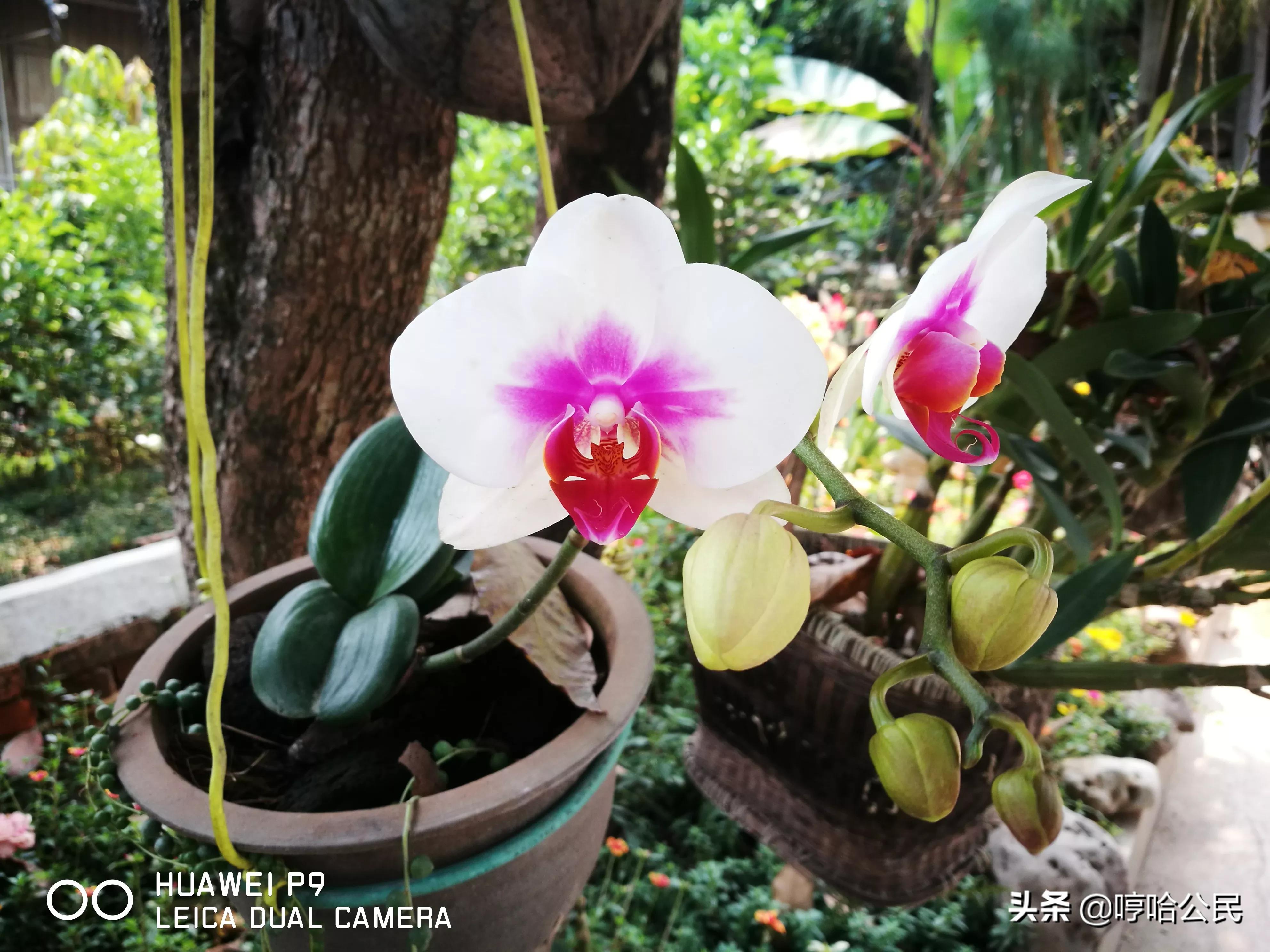 华为p9现在还值得入手吗,华为p9系列历代