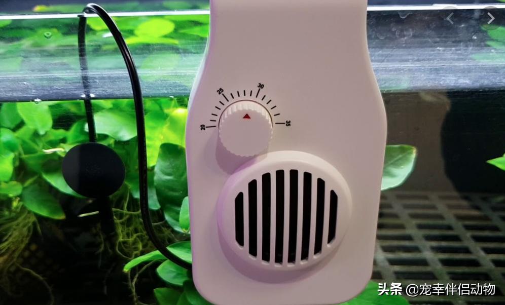观赏鱼饲养指南阅读,观赏鱼秋季管理