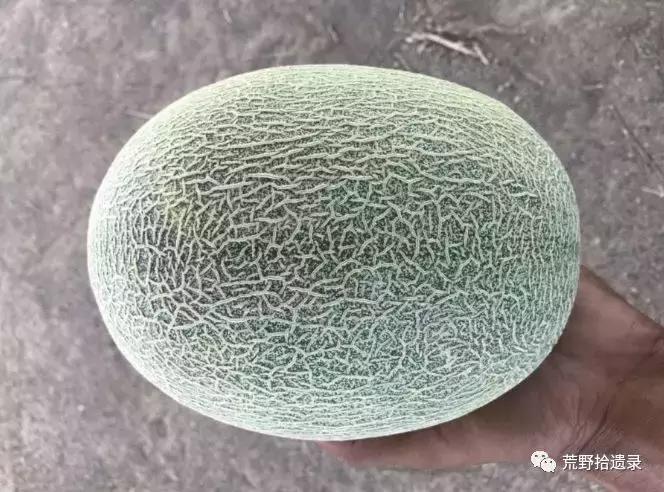 四川合适种植哈密瓜甜瓜品种,甜瓜种植技术新疆哈密瓜