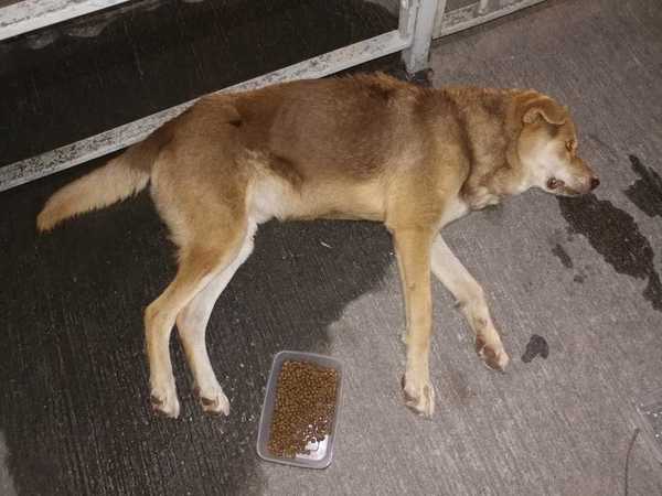 狗狗神经痛能够吃什么止痛药,狗狗一般能够吃什么止痛药