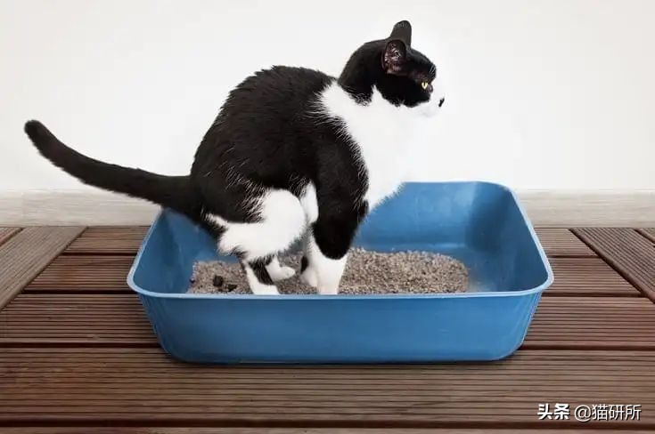猫咪会长毛囊炎吗,猫咪会长老年斑吗