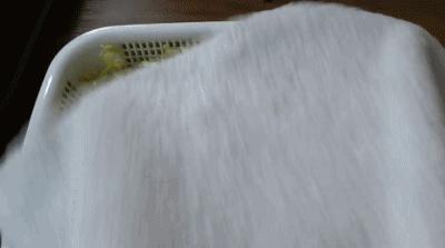 在家怎么无土种菜简单又安全,家庭种菜不用肥料种菜方法