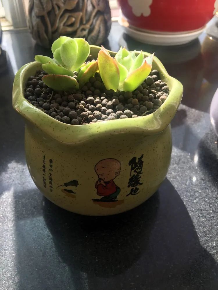 多肉新年寄语,养多肉七八年用心沉淀静待花开