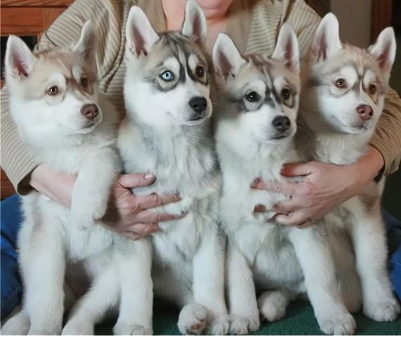 俄罗斯名犬中亚牧羊犬,俄罗斯西伯利亚雪橇犬