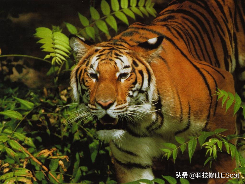 大熊猫的颜色是最独特的吗,大熊猫保护色