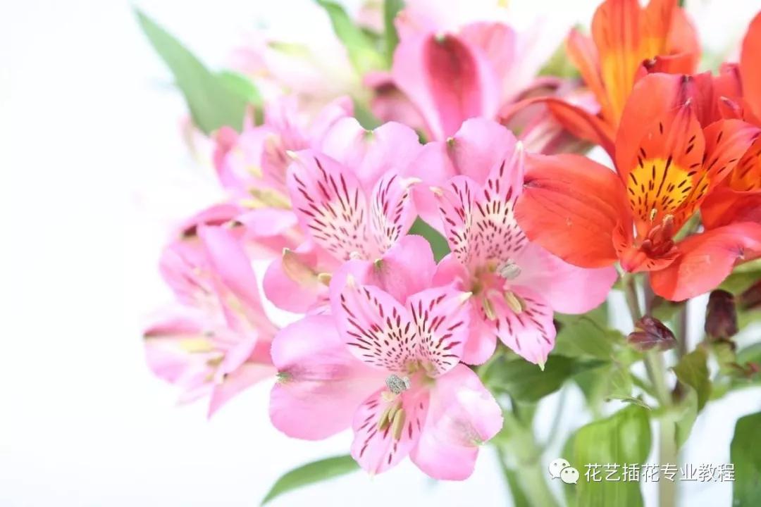 学花艺必备的花语,花艺师要知道的花与花语