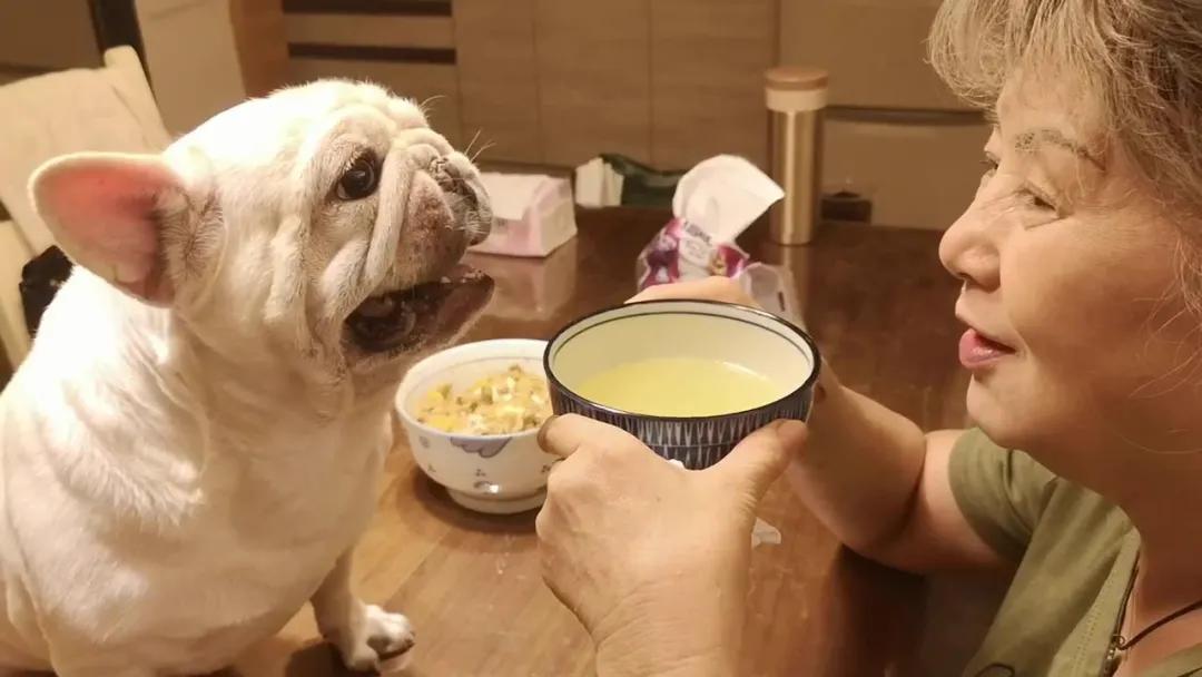 斗牛犬被疯狂虐待,曾经被遗弃的斗牛犬