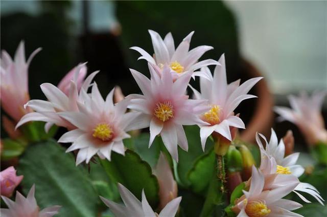 假昙花蟹爪兰仙人指哪个开花期长,仙人指和蟹爪兰的花有什么区别