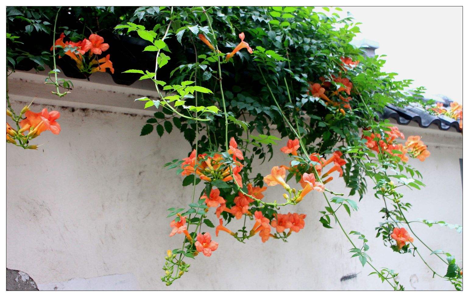 四季常开且有浓郁香味好养的花,合适懒人养的四季花一串红