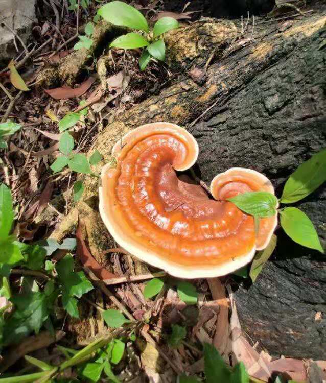 种灵芝生虫了用什么杀虫剂,灵芝生虫了还能够煲汤吗