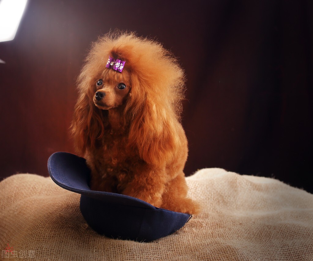 贵宾犬一般性格,贵宾犬的6大优点养一只不吃亏