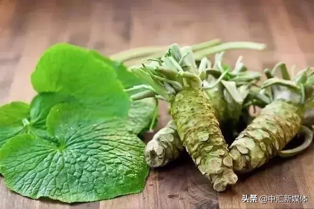 山葵辣根是一个东西吗,芥末里的是辣根还是山葵