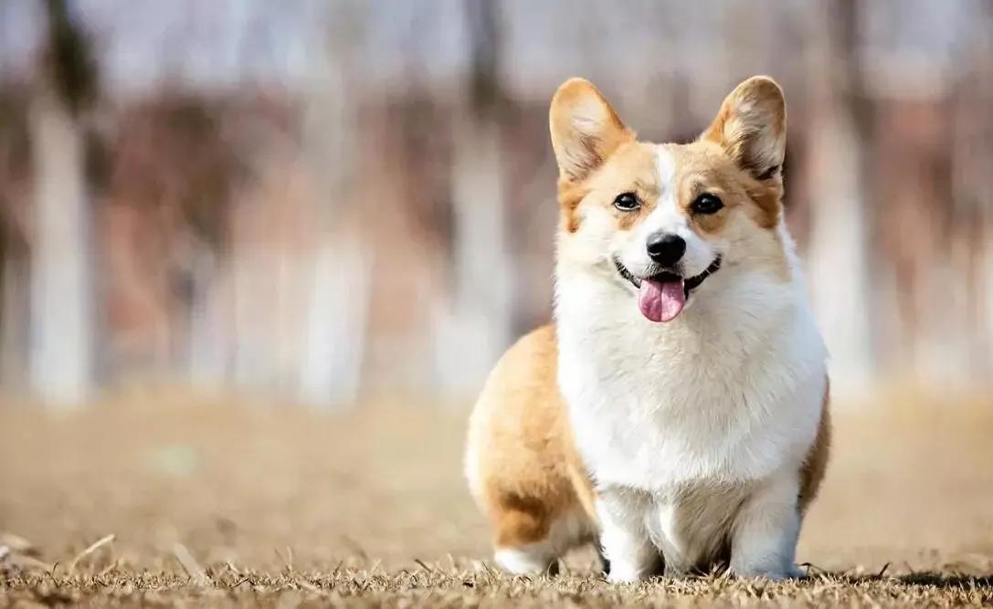 哪些狗狗合适新手养小型犬,最合适新手养的狗狗