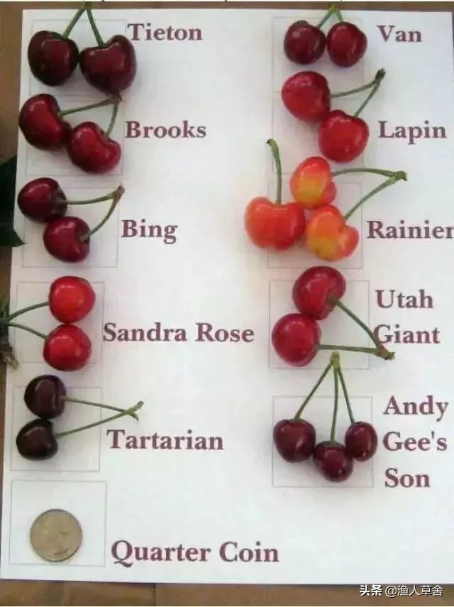 各国cherry车厘子品种，与我国大樱桃有哪些不同