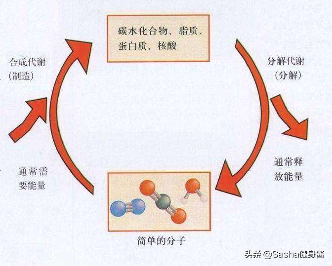 鸡蛋减肥的正确做法,鸡蛋减肥法更合适懒人的减肥方法