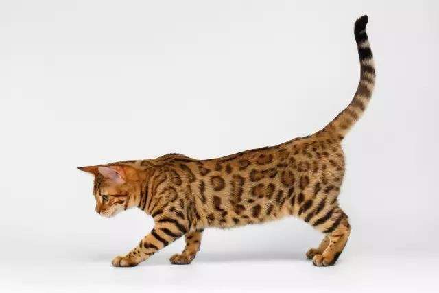 世界上最好的猫咪是什么品种,十大名贵猫72种猫咪品种大全
