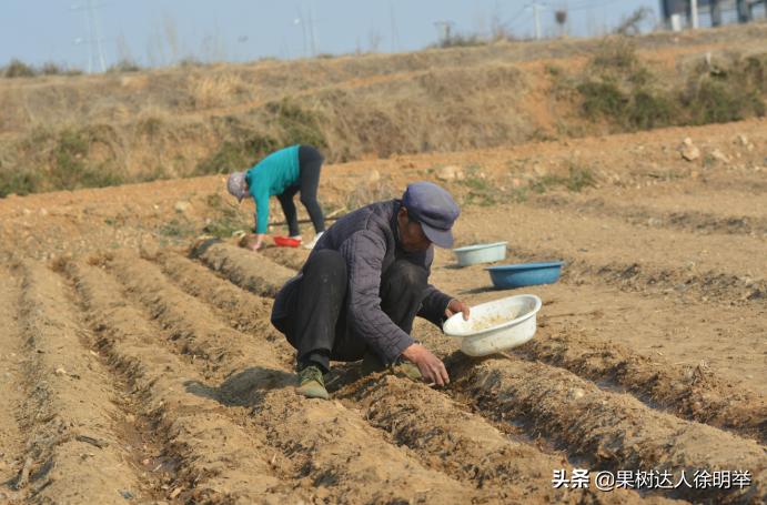 桃树种子播种繁殖的还需要嫁接吗,六月嫁接春季栽的小桃树能够吗
