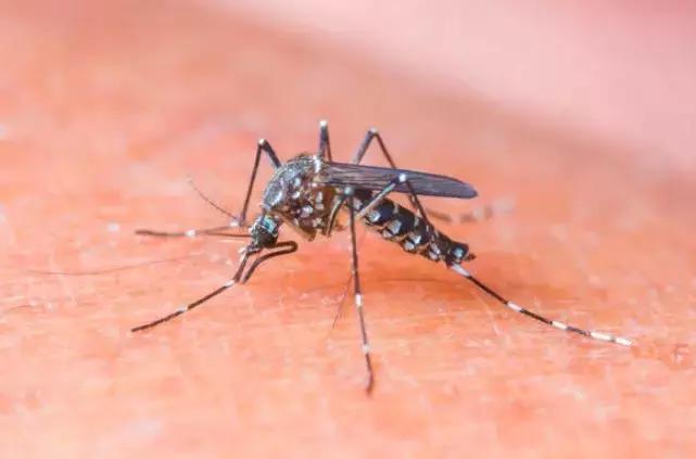 男子携带文物出境海关被拦下,男子入境澳洲被海关拦下