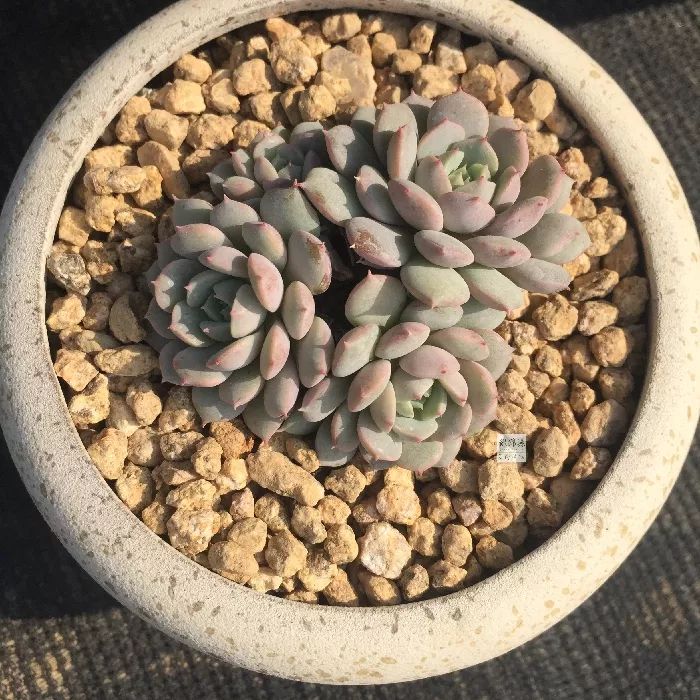 5种可爱的多肉，皮实好养，充满文艺范
