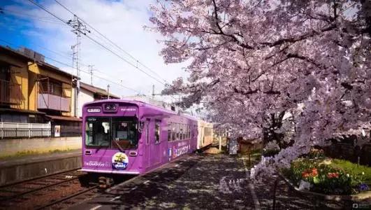 日本樱花最好的民宿,日本樱花田园旅游攻略