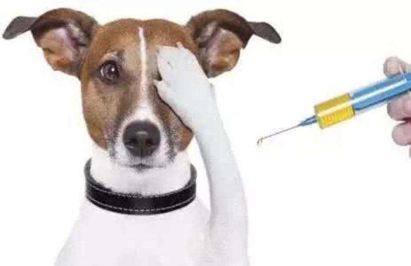 拉布拉多狗狗第一针疫苗是什么,给拉布拉多狗打疫苗怎么打