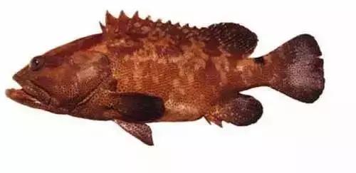 常见的大型海鲜鱼类有哪些,名贵海鲜鱼类大全