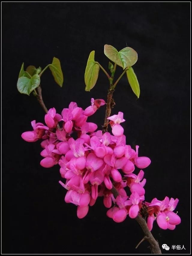 香港只能7天去一次吗,香港去深圳一年能够去几次