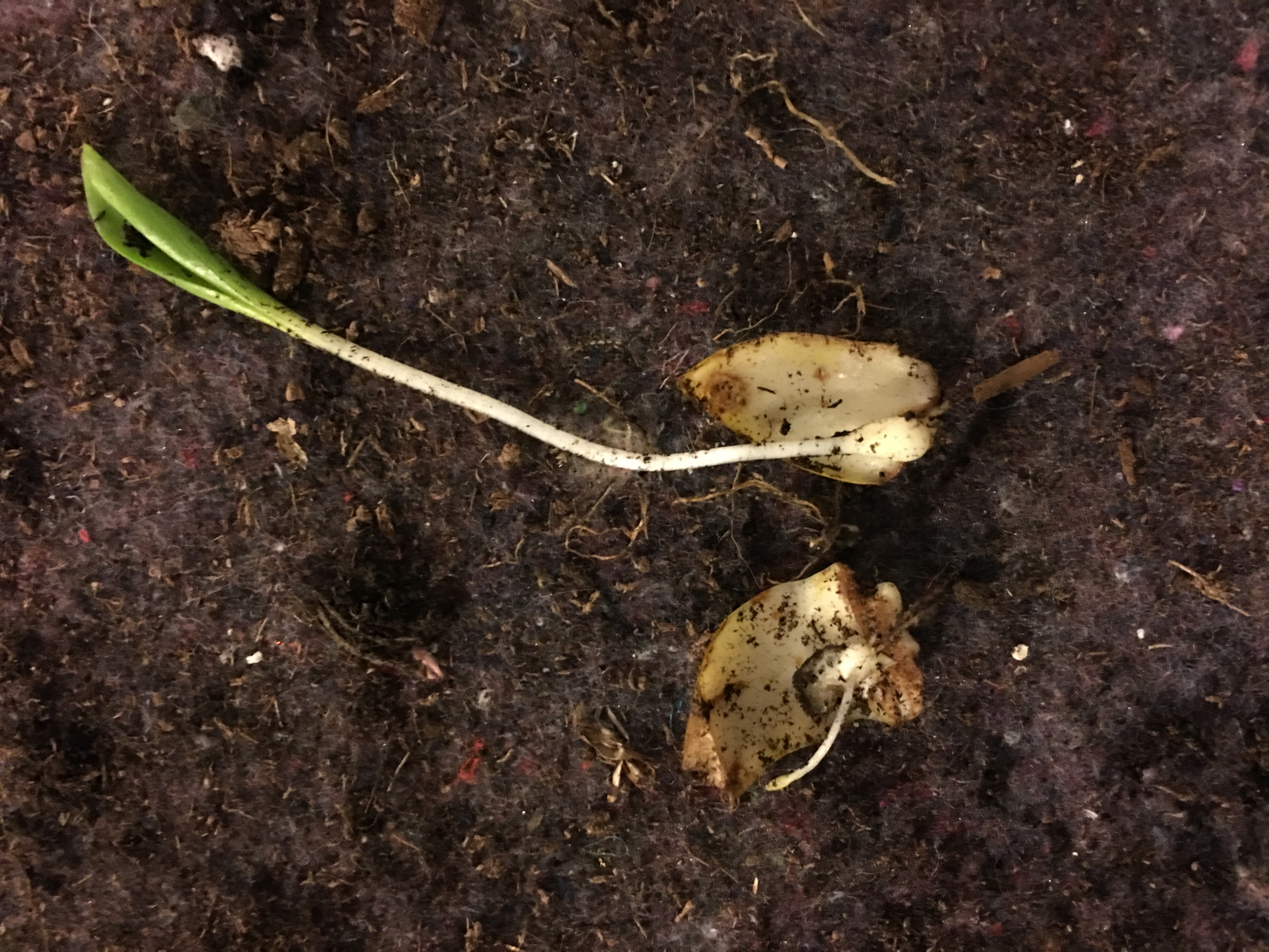 香水百合养护教程,重瓣香水百合养护方法