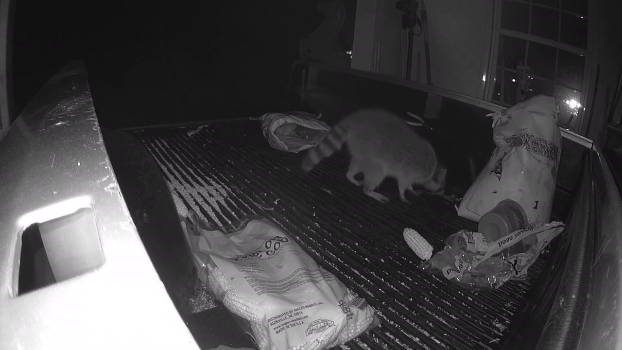 浣熊真的那么温顺吗,浣熊适不合适养