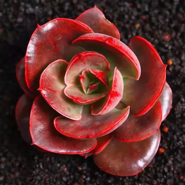 270种常见多肉图谱,270种常见多肉盆景