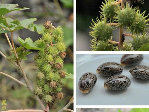 麻椒果泡酒的功效与功能,野生山大麻子泡酒功效
