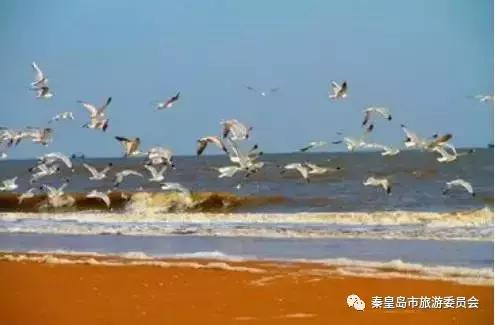 秦皇岛9月份观鸟,秦皇岛一天最佳观鸟时间