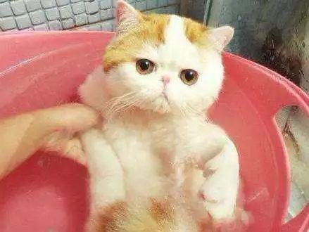 猫洗澡和spa哪个好,猫咪真的喜欢做spa