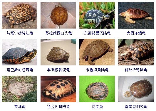 最完全的龟的种类图片大全,常见龟类品种大全图片及名称