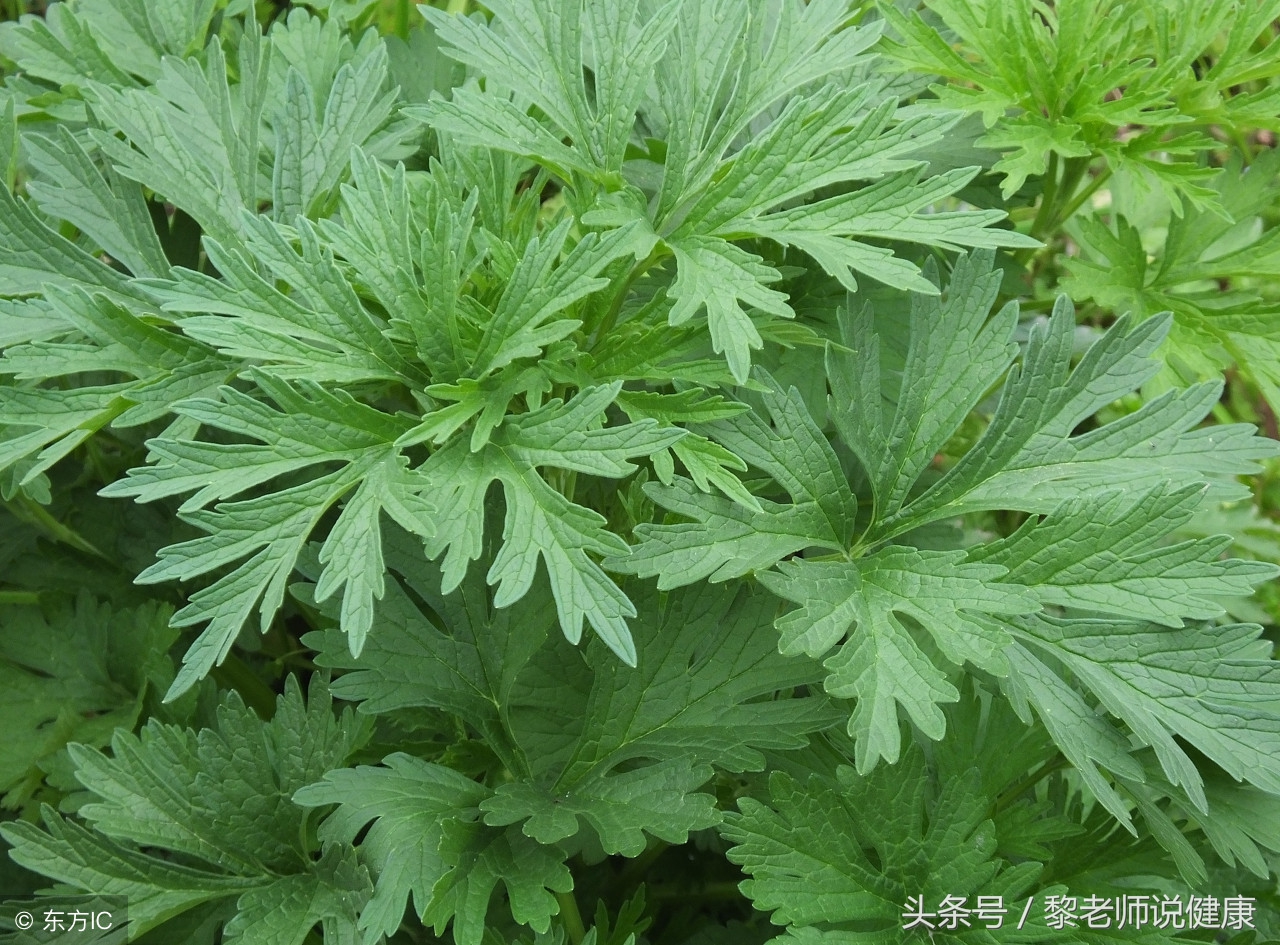 益母草对子宫肌瘤功能,子宫癌益母草