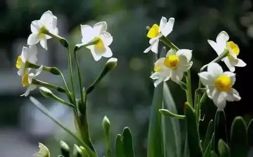 全国56市市花图片,全国56个市的市花