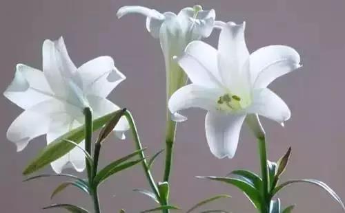 全国56市市花图片,全国56个市的市花