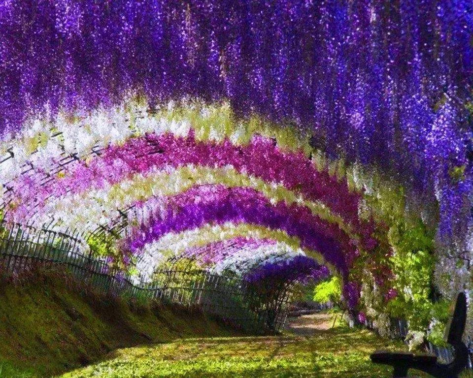 乐活旅行：错过了樱花，日本还有五处最美的紫藤花等着你！