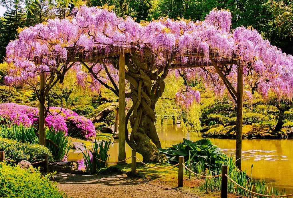 乐活旅行：错过了樱花，日本还有五处最美的紫藤花等着你！