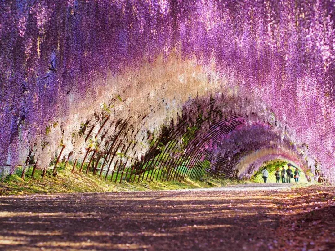 乐活旅行：错过了樱花，日本还有五处最美的紫藤花等着你！